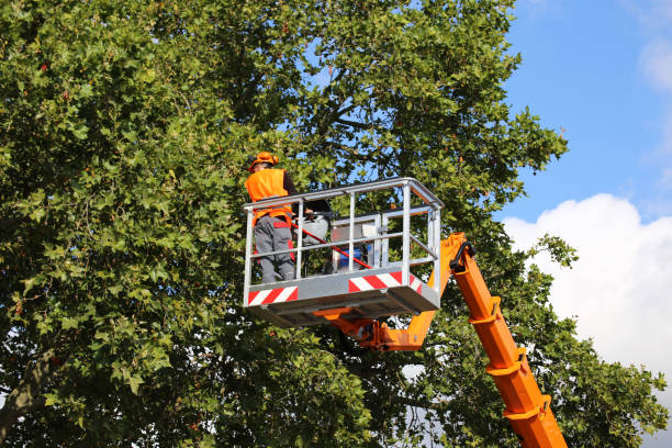 Trusted Deerwood, TX Tree Removal and Landscaping Services Experts